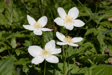 ニリンソウ　泉自然公園　千葉県千葉市若葉区