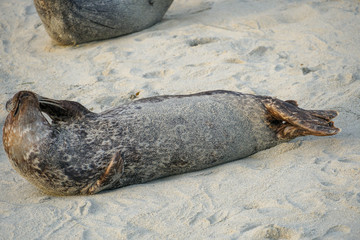 Sea lions & seals napping on a cove under the sun at La Jolla, San Diego, California. The beach is...
