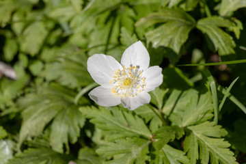 イチリンソウ　泉自然公園　千葉県千葉市若葉区