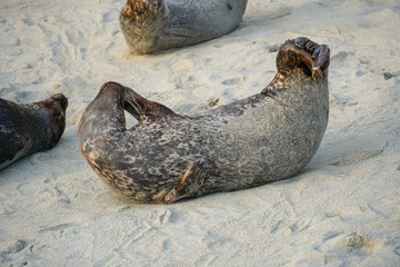 Sea lions & seals napping on a cove under the sun at La Jolla, San Diego, California. The beach is closed from December 15 to May 15 because it has become a favorite breeding ground for seals.