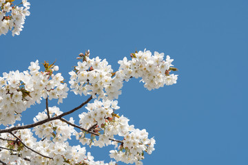 Cherry blossom in spring for background or copy space for text
