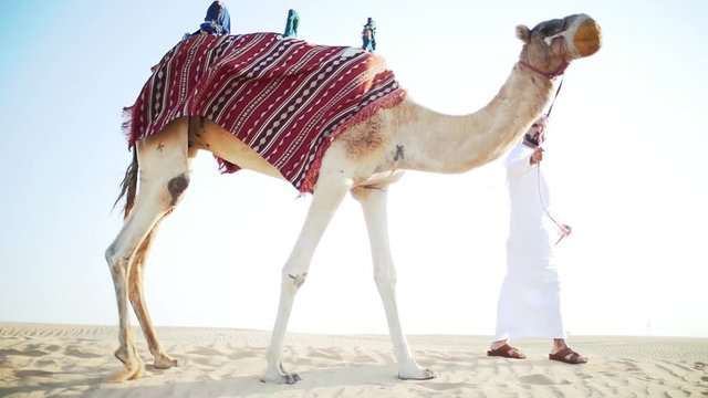 Man wearing kandura traditional clothes walking his camel in Dubai