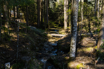 Br&uuml;cke im Wald