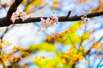 Cherry blossom in spring for background or copy space for text