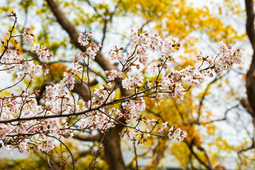 Cherry blossom in spring for background or copy space for text
