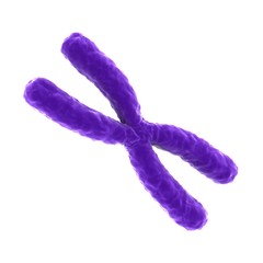 3D rendering X chromosomes isolated on white