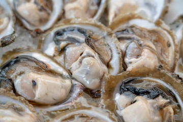 background of fresh oysters