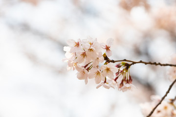Cherry blossom in spring for background or copy space for text