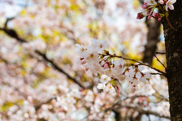 Cherry blossom in spring for background or copy space for text