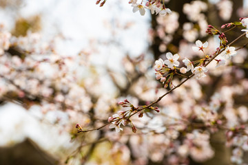 Cherry blossom in spring for background or copy space for text