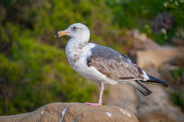 Seagulls on a rock at beach before sunset time.  California, San Diego, La Jolla.