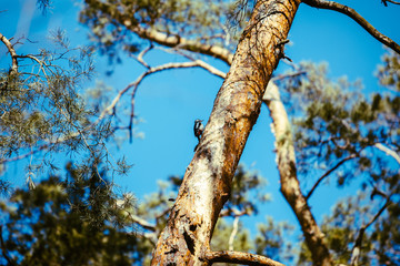 woodpecker bird at tree