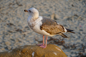 Seagulls on a rock at beach before sunset time.  California, San Diego, La Jolla.