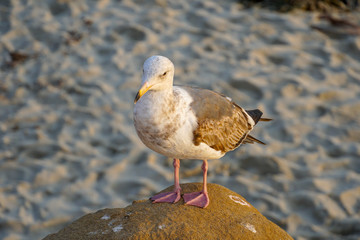 Seagulls on a rock at beach before sunset time.  California, San Diego, La Jolla.