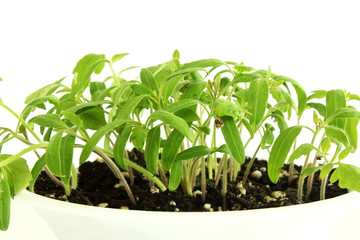 tomato plant growing for sowing or plantation in garden or farm