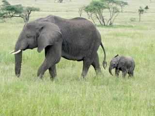 Fototapeta premium baby elephant