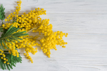 Beautiful mimosa flower bloom on white wooden background. Greeting card template. Shallow depth. Copy space. Spring nature