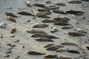 Sea lions & seals napping on a cove under the sun at La Jolla, San Diego, CA, USA.The beach is...