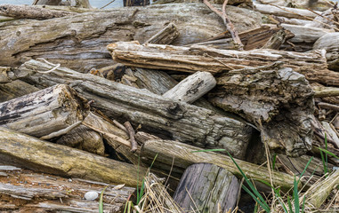 Driftwood Pile On Shore