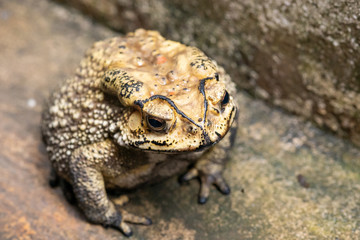 Toad is a common name for certain frogs.