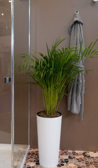 shower at spa center with evergreen plant at big flowerpot and grey bathrobe on a wall