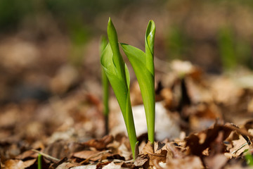 Two leafy shoots of Lily of the valley between fallen leaves