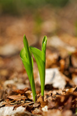 Two leafy shoots of Lily of the valley between fallen leaves