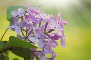 Spring floral image, a bouquet of lilac flowers in the sunlight.