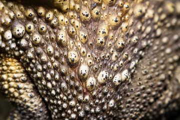Close Up toad Skin texture selective focus