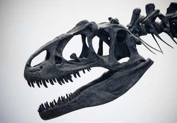 A Portrait of an Allosaurus Skull - 262056445