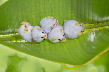 Honduran white bat (Ectophylla alba), also called the Caribbean white tent-making bat, is a species...