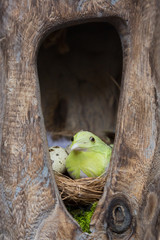 Décorations de Pâques (poussin)
