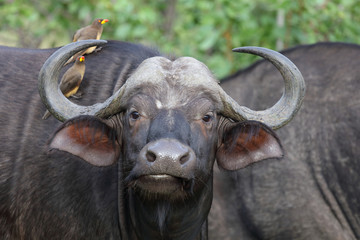 Kaffernbüffel und Gelbschnabel-Madenhacker / Buffalo and Yellow-billed oxpecker / Syncerus caffer...