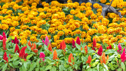 Colorful flowers blooming in garden