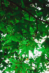 Maple Leaves