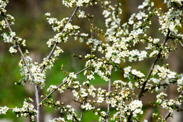 Cherry plum branches blooming in a garden in spring, background, backdrop
