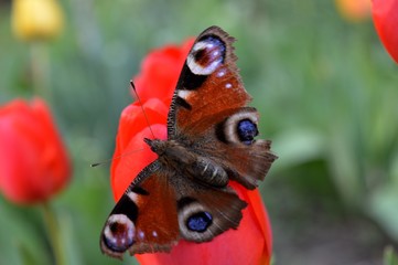 butterfly on a red tulip