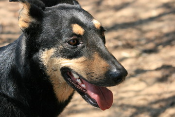 close up of a dogs face 