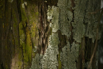 green moss on an old oak tree