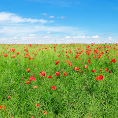 Bright scarlet poppies on background of green rapeseed and blue sky.