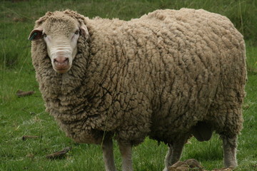 male sheep (ram)