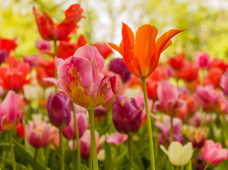 the blossoming of tulips in a park/an expanse of coloured tulips illuminated by the sun
