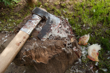 Ax and heads of dead chicken 
