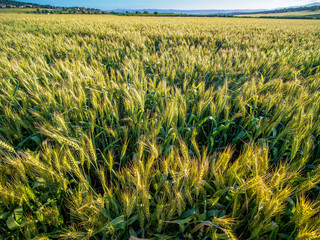 Wheat field in the sun.