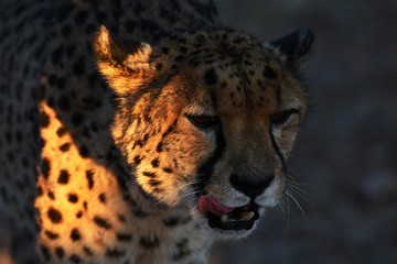 Gepard (Acinonyx jubatus) im Abendlicht (Kalahari-Namibia)