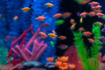 Fototapeta na wymiar Multicolored small fish in the aquarium. Fish called Ternetia caramel or Black tetra.
