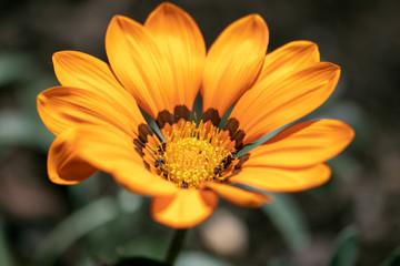 Sunny flower