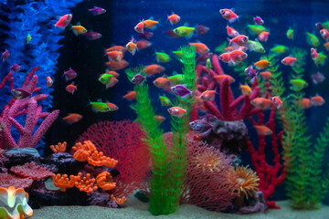 Multicolored small fish in the aquarium. Fish called Ternetia caramel or Black tetra.