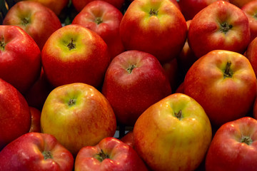 apple scatter Gloucester variety