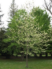 Carolina silverbells Halesia carolina Arbre aux clochettes